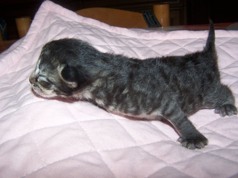 Gatti Norvegesi - cuccioli