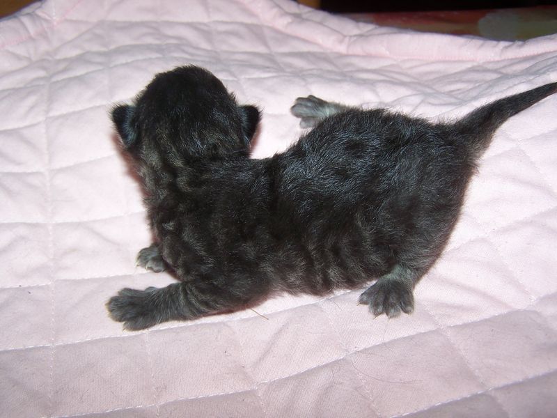 Gatti Norvegesi - cuccioli