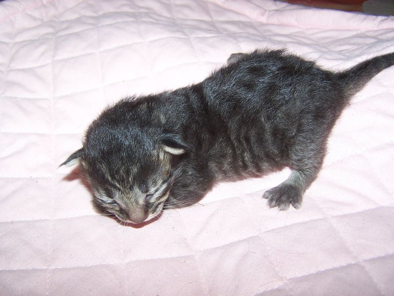 Gatti Norvegesi - cuccioli