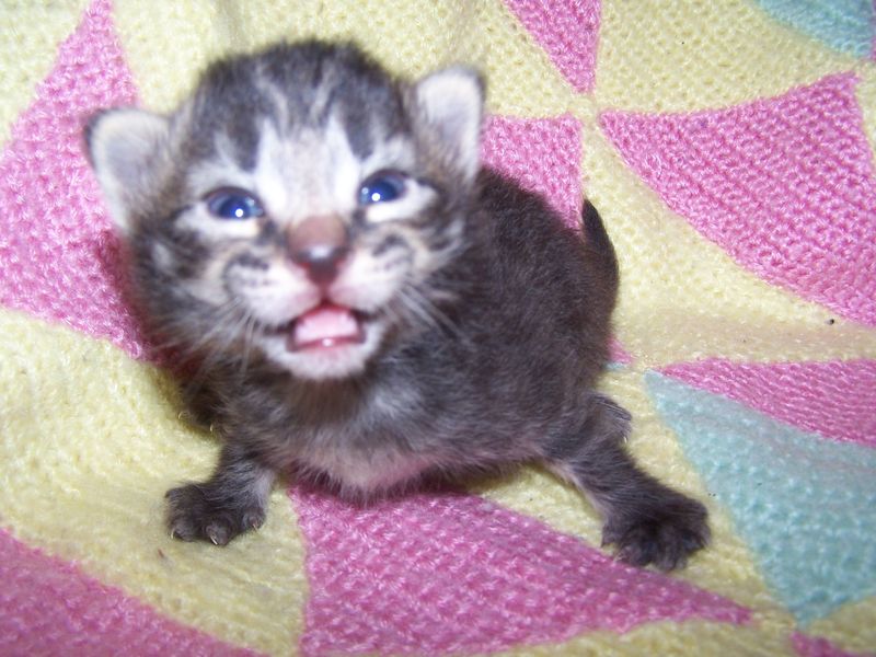 Gatti Norvegesi - cuccioli