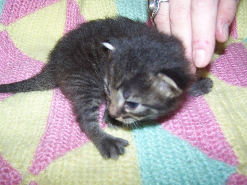 Gatti Norvegesi - cuccioli