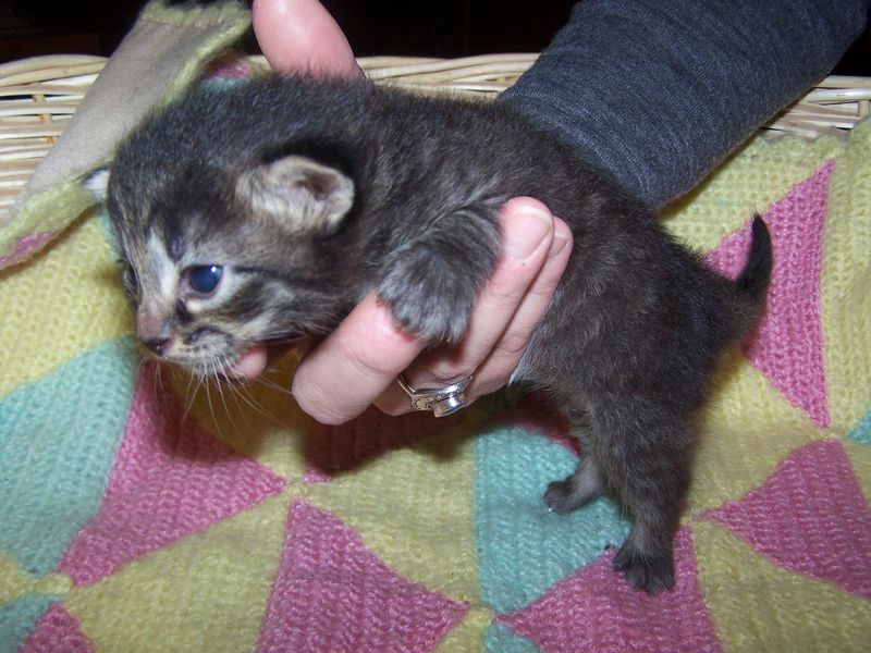 Gatti Norvegesi - cuccioli
