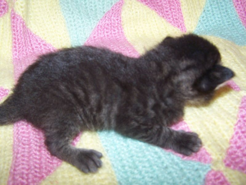 Gatti Norvegesi - cuccioli