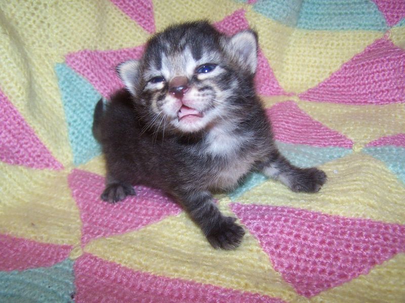 Gatti Norvegesi - cuccioli