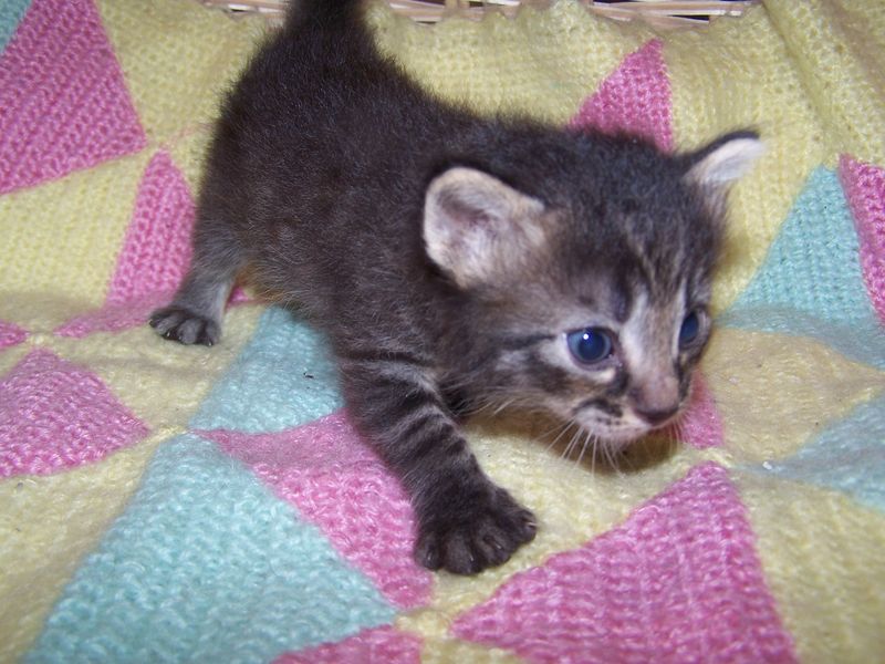 Gatti Norvegesi - cuccioli