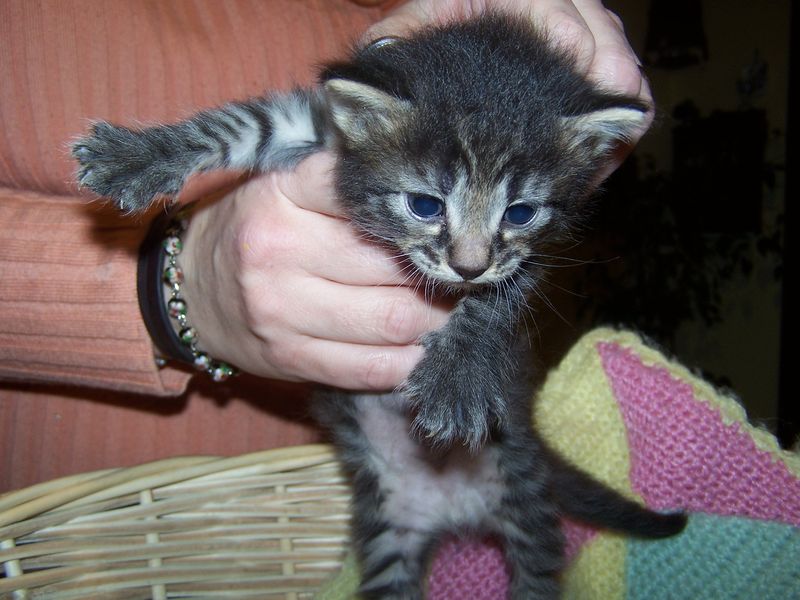 Gatti Norvegesi - cuccioli