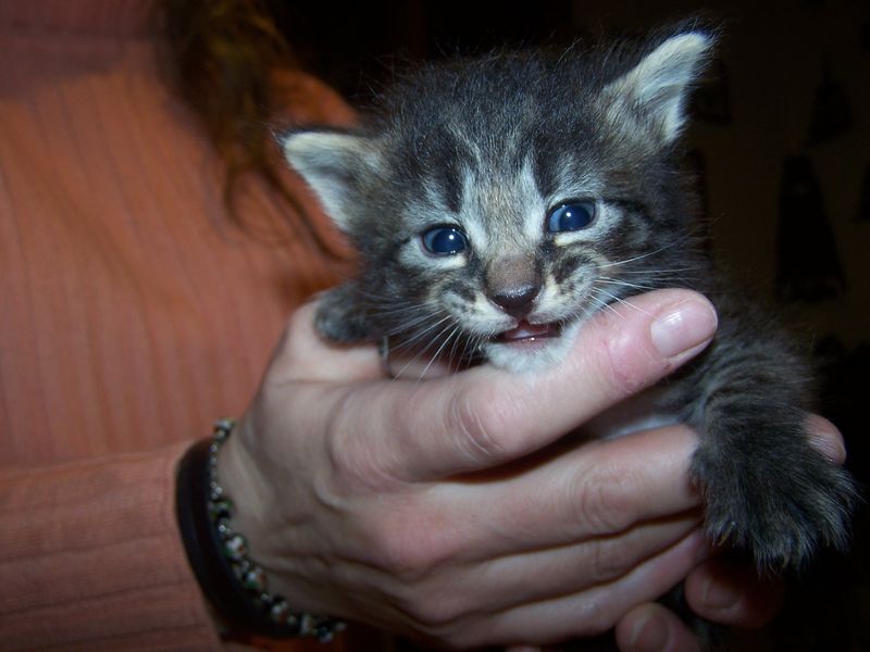Gatti Norvegesi - cuccioli