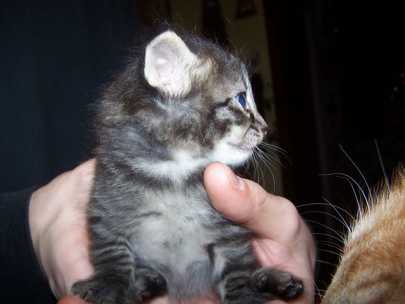 Gatti Norvegesi - cuccioli