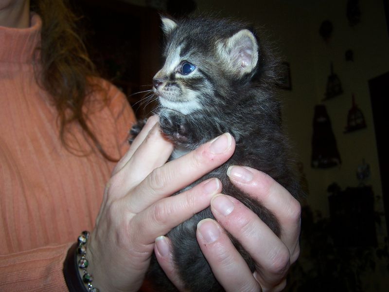 Gatti Norvegesi - cuccioli