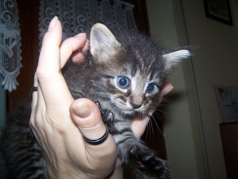 Gatti Norvegesi - cuccioli