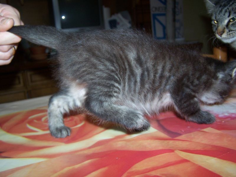 Gatti Norvegesi - cuccioli