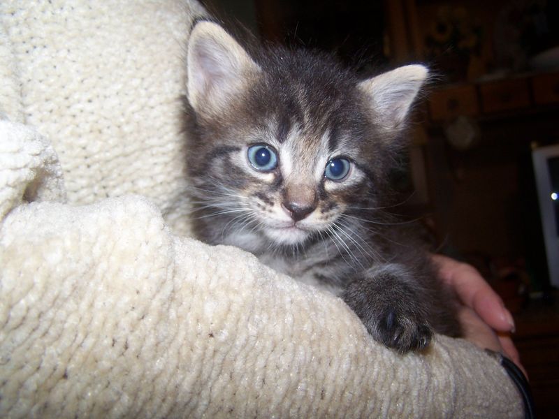 Gatti Norvegesi - cuccioli