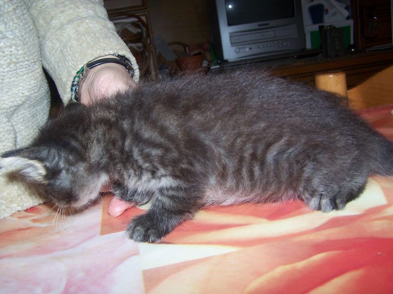 Gatti Norvegesi - cuccioli
