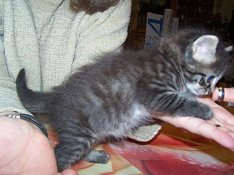 Gatti Norvegesi - cuccioli