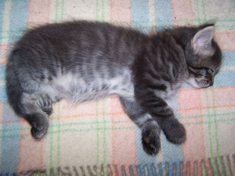 Gatti Norvegesi - cuccioli