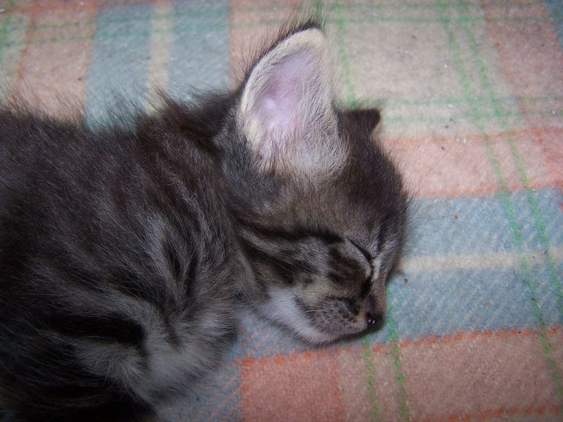 Gatti Norvegesi - cuccioli