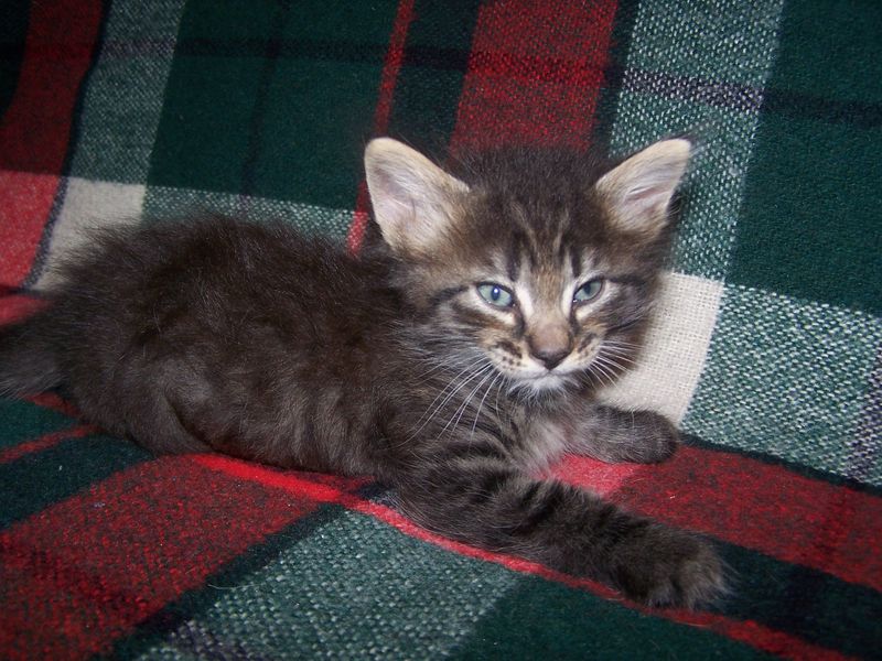 Gatti Norvegesi - cuccioli