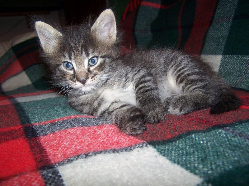 Gatti Norvegesi - cuccioli