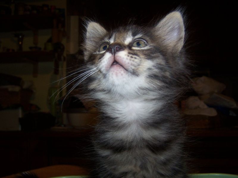 Gatti Norvegesi - cuccioli