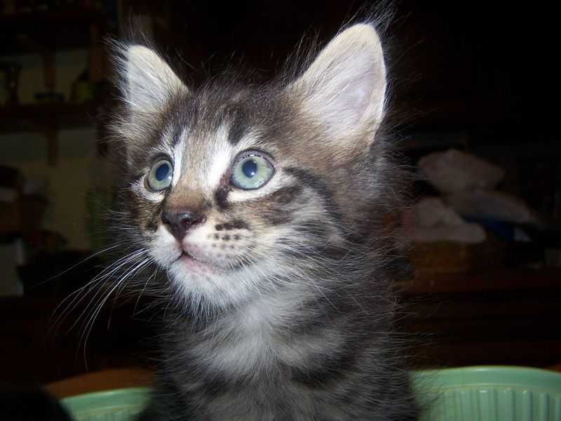 Gatti Norvegesi - cuccioli
