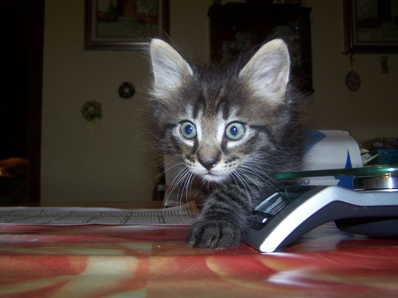 Gatti Norvegesi - cuccioli