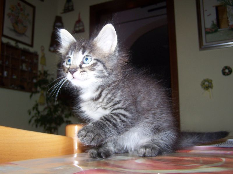 Gatti Norvegesi - cuccioli