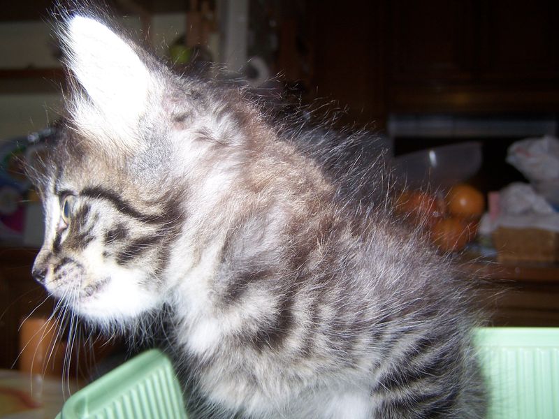 Gatti Norvegesi - cuccioli