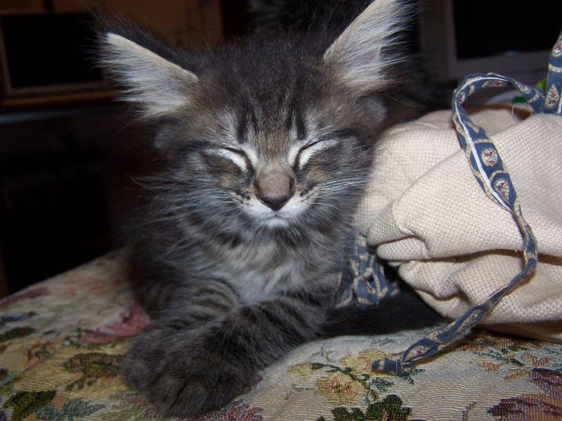 Gatti Norvegesi - cuccioli