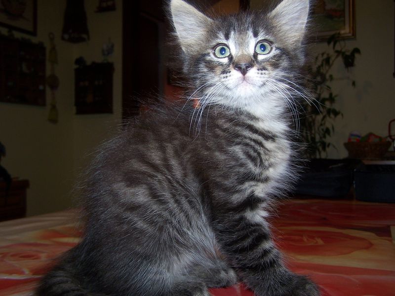 Gatti Norvegesi - cuccioli
