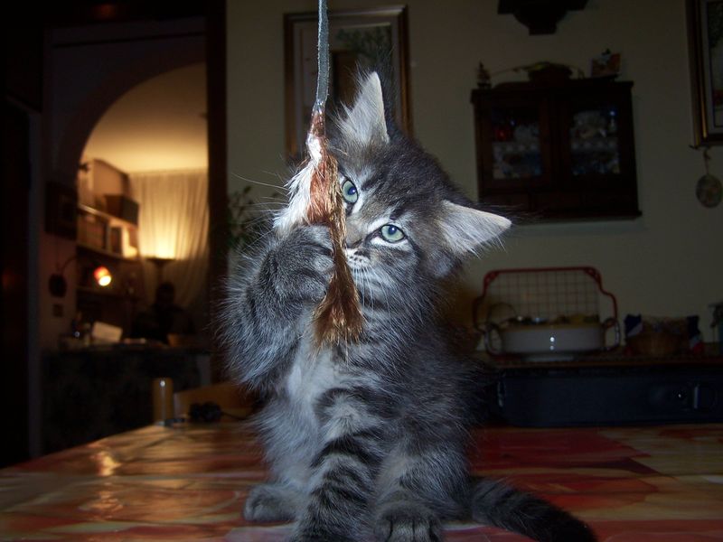 Gatti Norvegesi - cuccioli