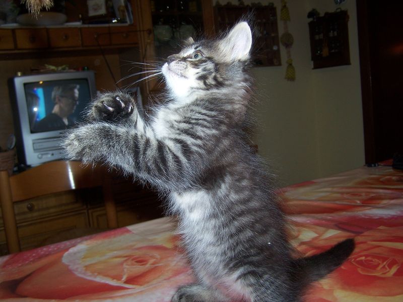 Gatti Norvegesi - cuccioli