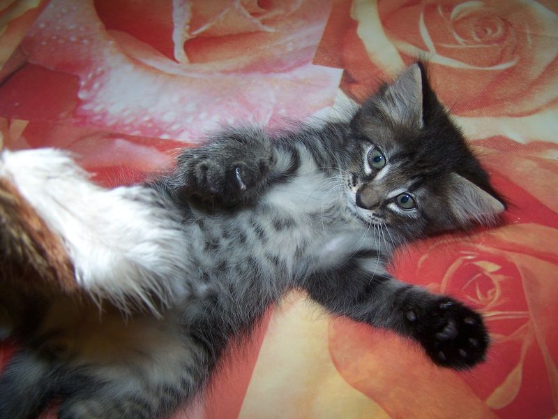 Gatti Norvegesi - cuccioli