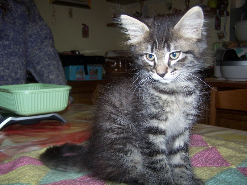 Gatti Norvegesi - cuccioli