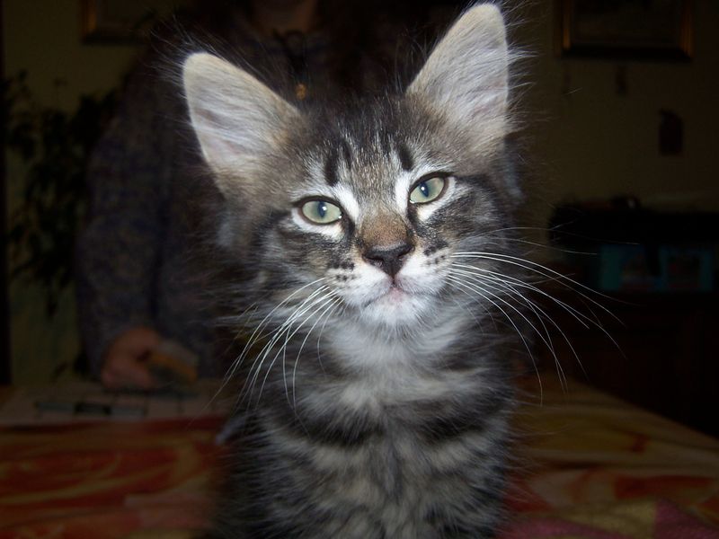 Gatti Norvegesi - cuccioli