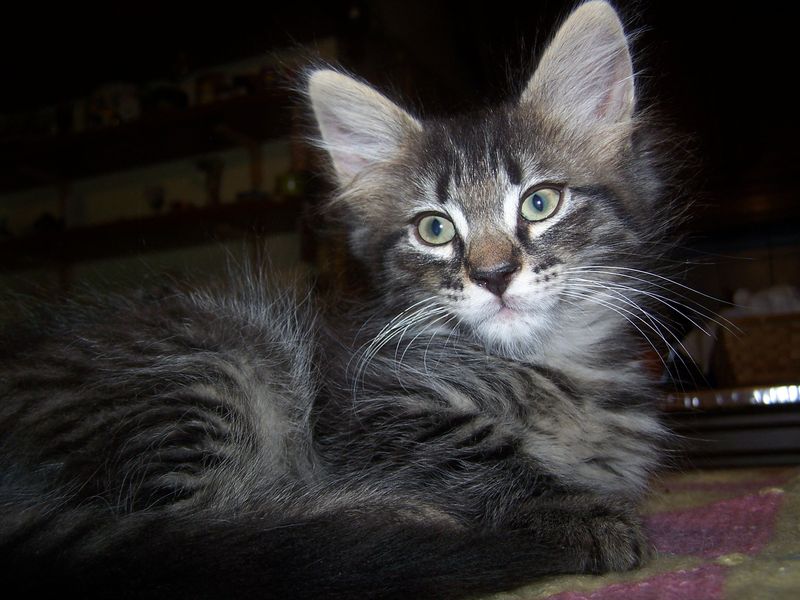 Gatti Norvegesi - cuccioli