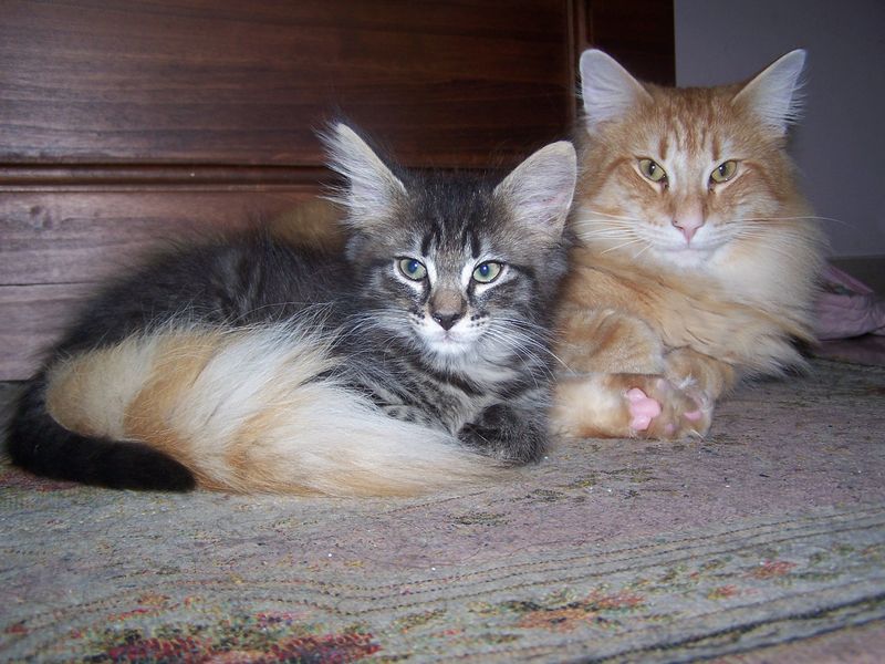 Gatti Norvegesi - cuccioli