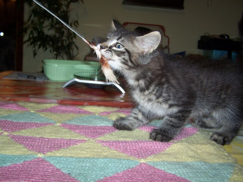 Gatti Norvegesi - cuccioli