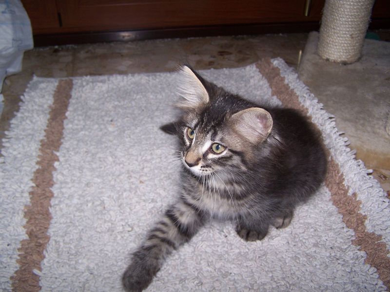 Gatti Norvegesi - cuccioli