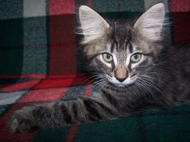 Gatti Norvegesi - cuccioli