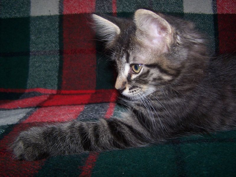 Gatti Norvegesi - cuccioli