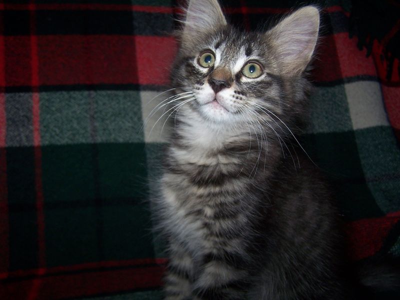 Gatti Norvegesi - cuccioli