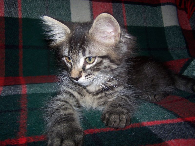 Gatti Norvegesi - cuccioli