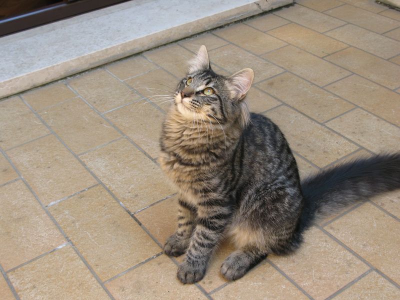 Gatti Norvegesi - cuccioli