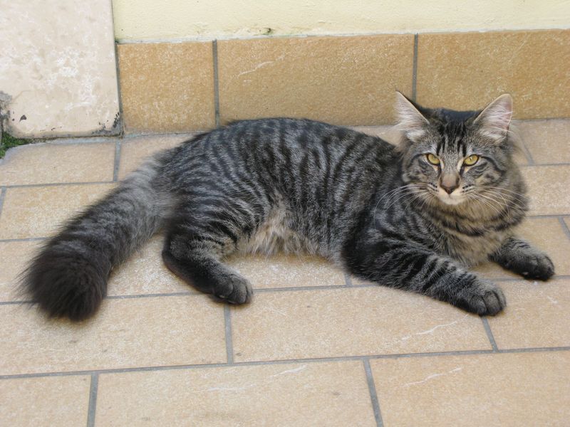 Gatti Norvegesi - cuccioli