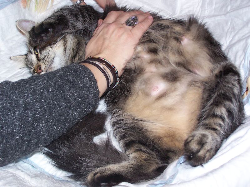Gatti Norvegesi - cuccioli e genitori
