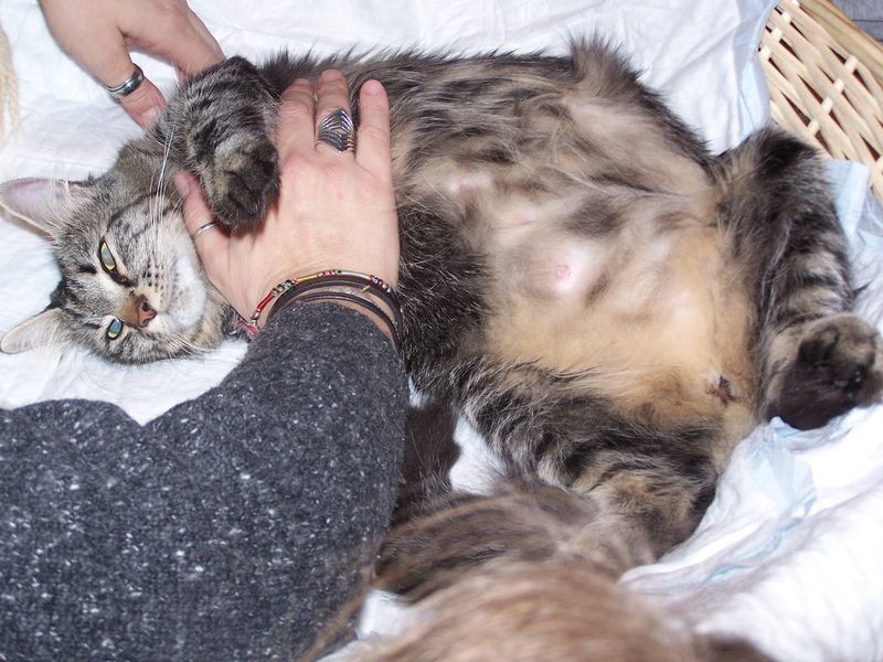 Gatti Norvegesi - cuccioli e genitori