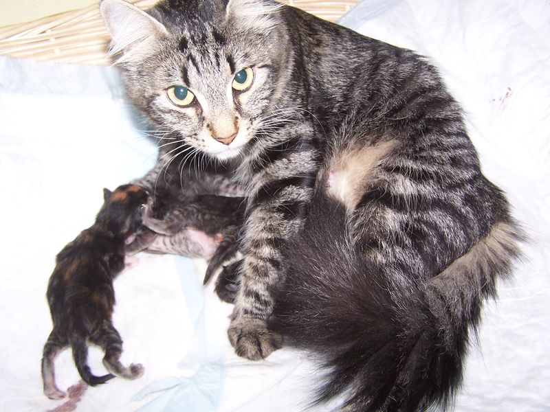 Gatti Norvegesi - cuccioli e genitori