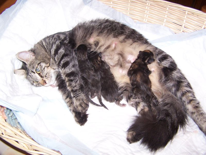 Gatti Norvegesi - cuccioli e genitori