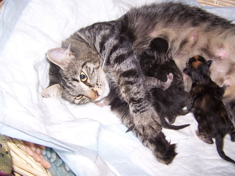 Gatti Norvegesi - cuccioli e genitori