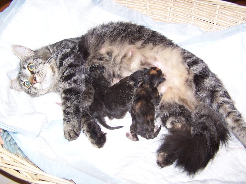 Gatti Norvegesi - cuccioli e genitori